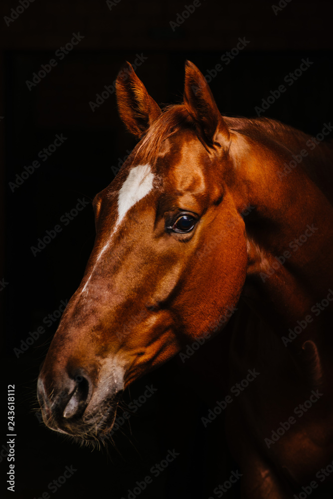 Fototapeta premium horse portrait on black background