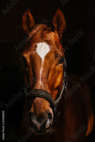 Obraz na płótnie horse portrait on black background