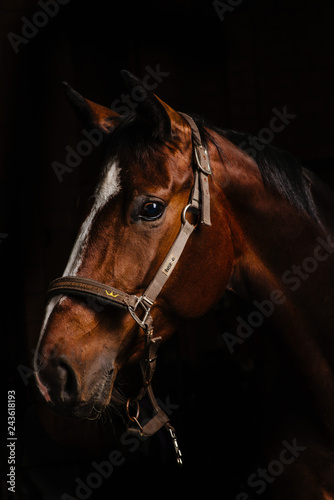 horse portrait on black background © mishadp