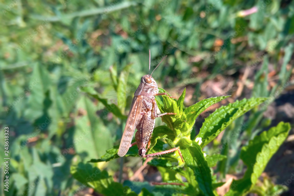 Grasshopper on the grass in the spring sunny morning, close up Grasshopper on the grass in the spring sunny morning, close up