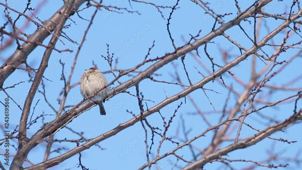 Sparrow on the tree branch. Sunny day. Blue sky. Beautiful early winter cold day. Sparrow on the tree branch. Sunny day. Blue sky. Beautiful early winter cold day.