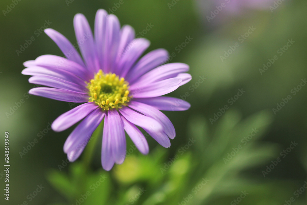 Beautiful close up view of purple Margaret flower on blur green leaves background. Beautiful close up view of purple Margaret flower on blur green leaves background.