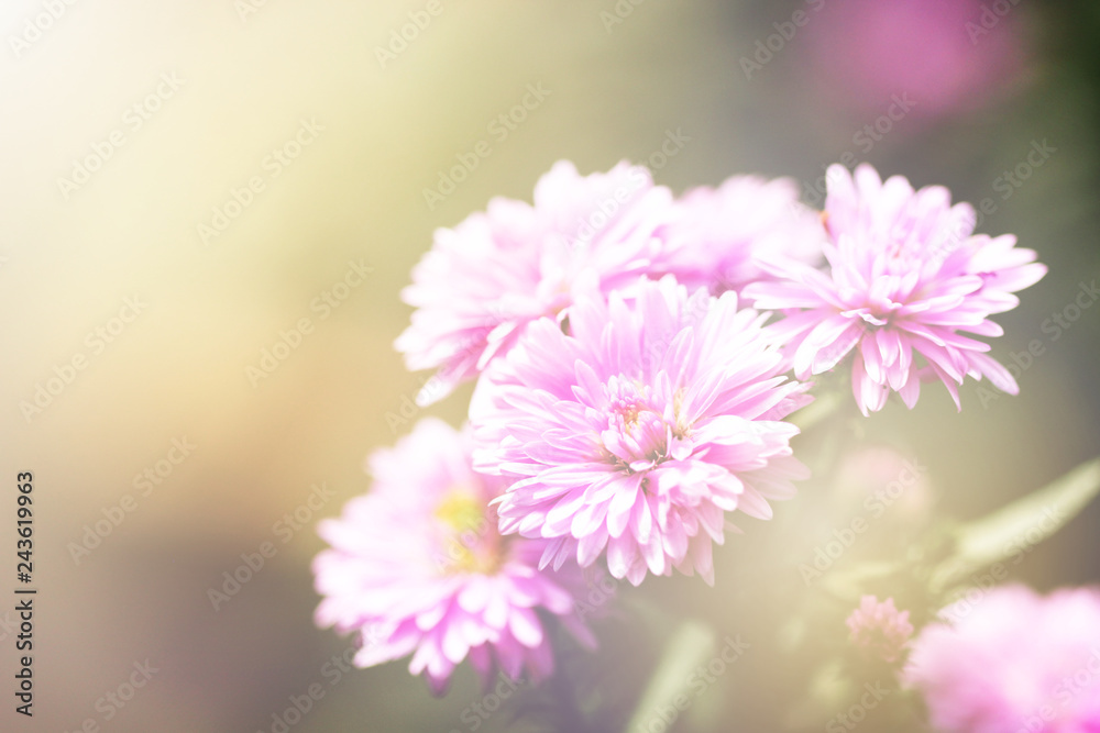 Beautiful close up view of purple Margaret flower on soft sunlight background.