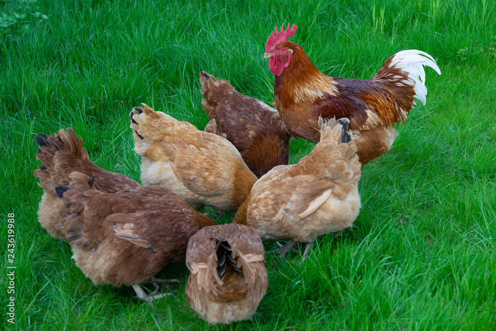 Fototapeta premium New Hampshire Hens grazing on a green meadow