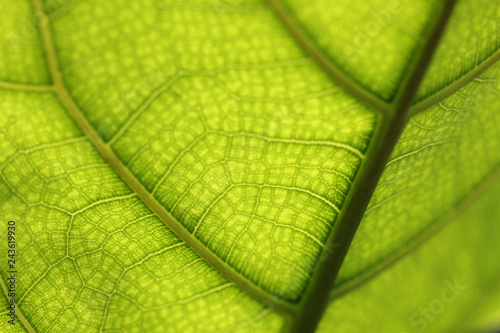 Close up macro view of underneath green leave with detail nature midrib and veins lines. 