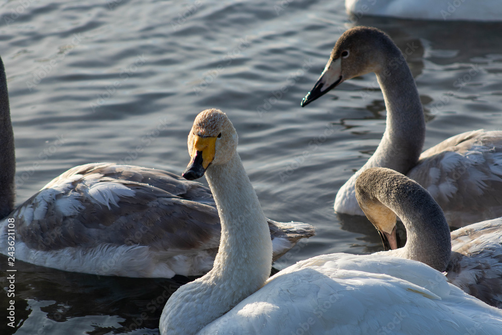 Fototapeta premium swans on the lake