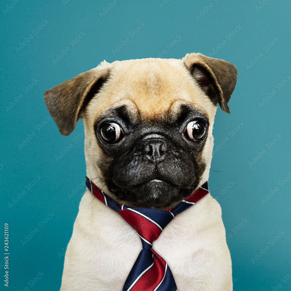 Cute Pug puppy in a red blue and white striped necktie