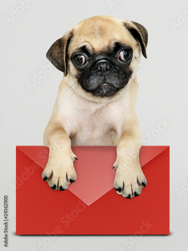 Adorable pug puppy with a red envelope mockup © Rawpixel.com