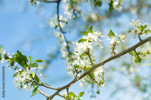 Blooming apple or pear in the garden, spring background
