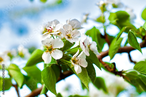 Blooming apple or pear in the garden, spring background