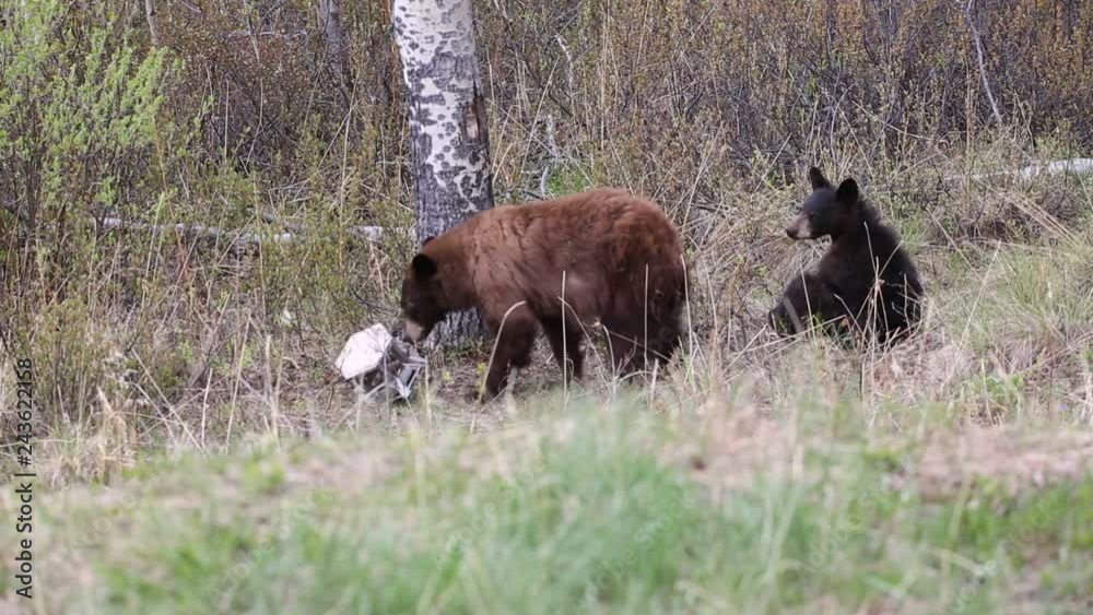 Schwarzbär mit Jungen zerlegt Vogelhaus wildlife Schwarzbär mit Jungen zerlegt Vogelhaus wildlife
