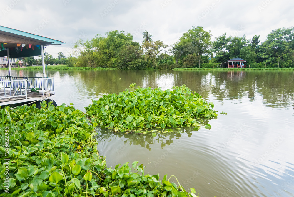 Obraz premium Many Green water hyacinth leaf in the river.Thailand.