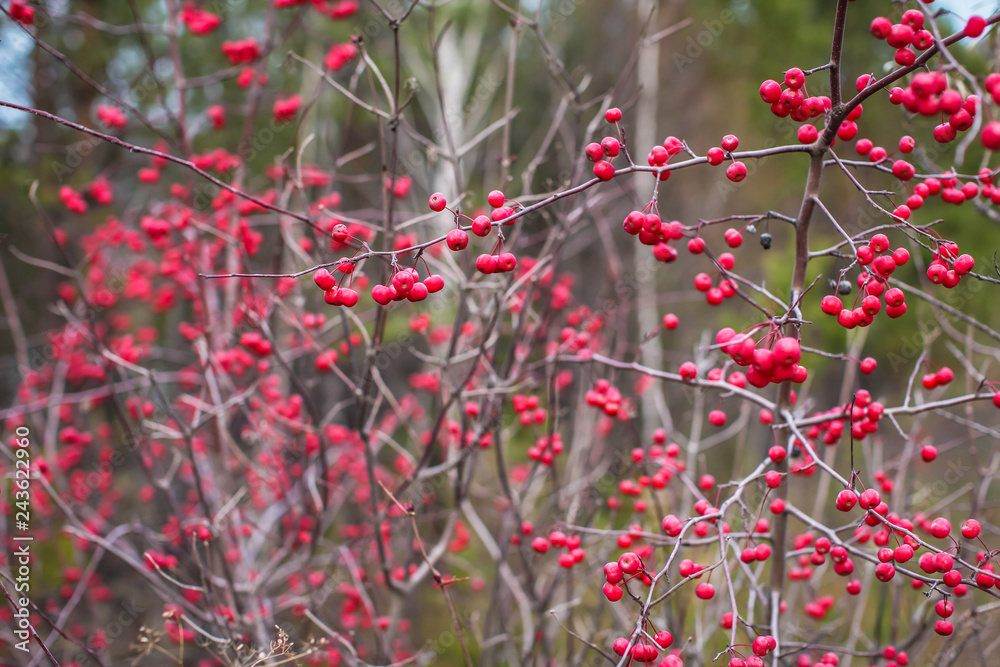 Close up Autumn red berries on branches. Bush with lots of winter berries in selective focus, natural background.