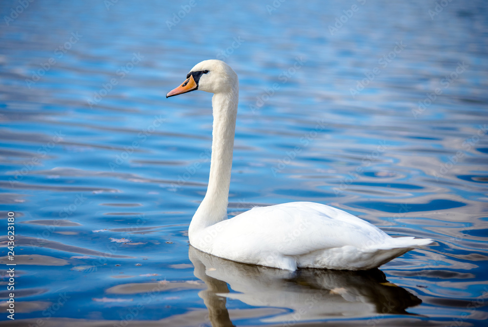 White Swan floating on the surface of the lake White Swan floating on the surface of the lake