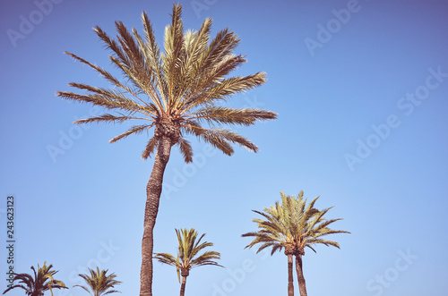 Palm trees against the blue sky at sunset, color toned summer vacation concept picture.