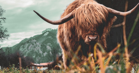Ingelijste posters Schotse hooglander Koe in landelijk landschap  © Andreas