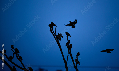 birds on the tree