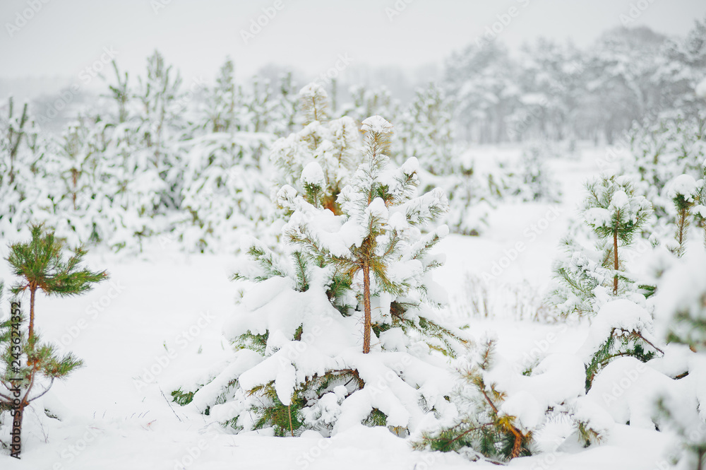 Little young pine tree covered in snow. Winter