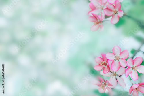 Spring apple blossom closeup copy space background © Anntuan