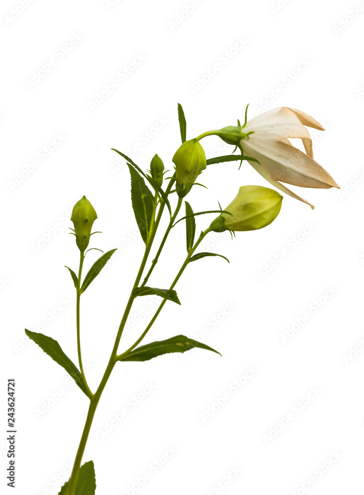 Obraz premium Balloon flowers (Platycodon grandiflorus)