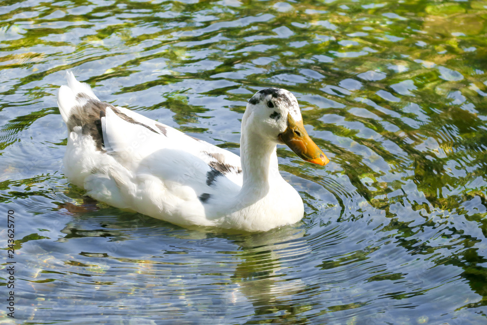 Ducks floating on the lake Ducks floating on the lake