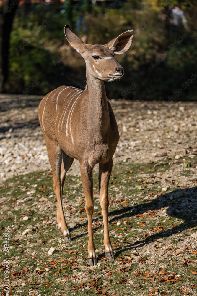 Großer Kudu - Tragelaphus strepsiceros Großer Kudu - Tragelaphus strepsiceros