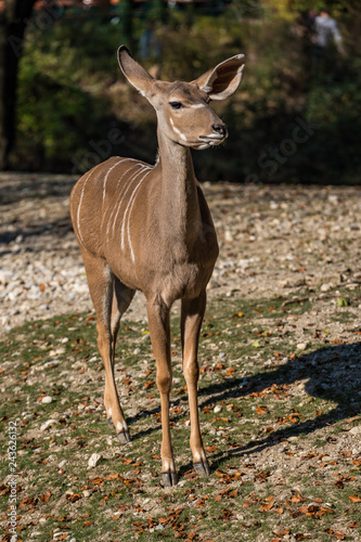 Großer Kudu - Tragelaphus strepsiceros