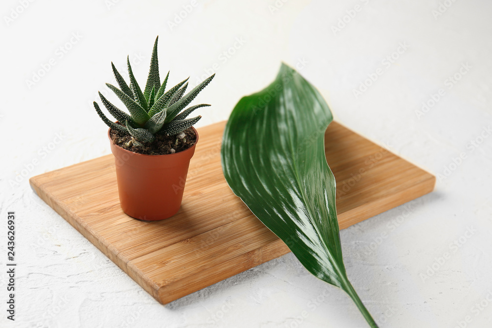 Wooden board with green plant in pot and tropical leaf on light background Wooden board with green plant in pot and tropical leaf on light background