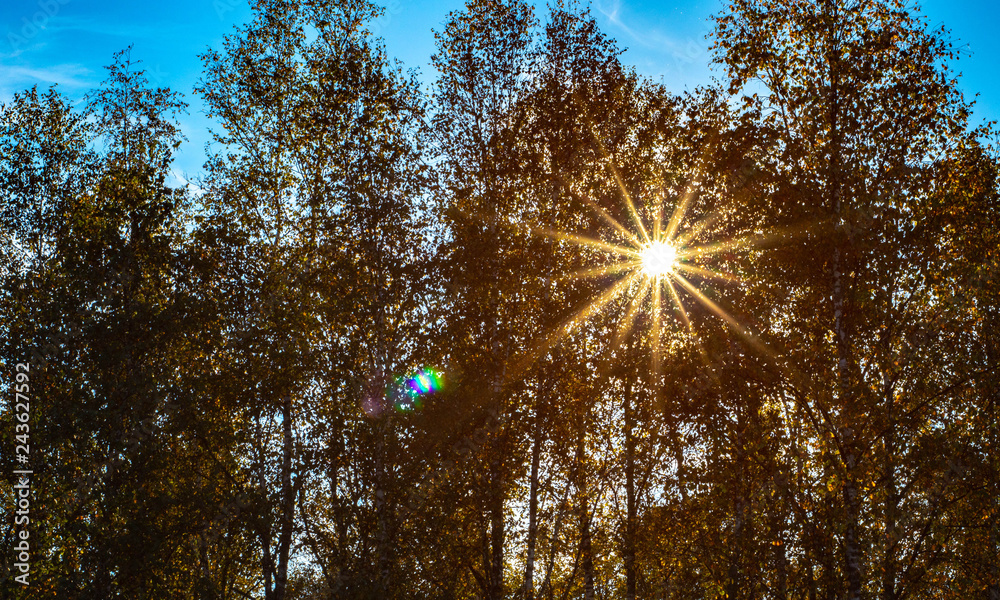 Obraz premium sun in tree