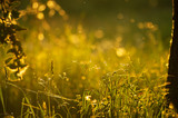 Spring evening landscape with stalks of cat grass and flying insects in the sunset light with beautiful bokeh