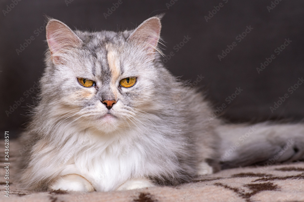 Portriat of cat on brown sofa background Portriat of cat on brown sofa background
