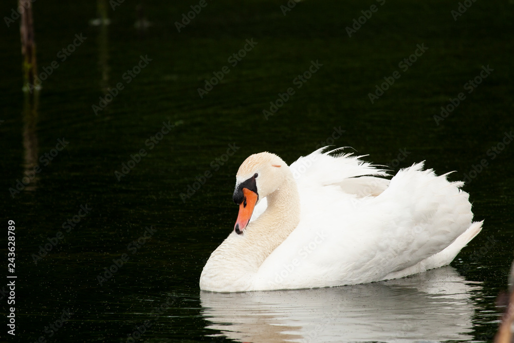 Fototapeta premium Cisne vulgar (Cygnus olor)