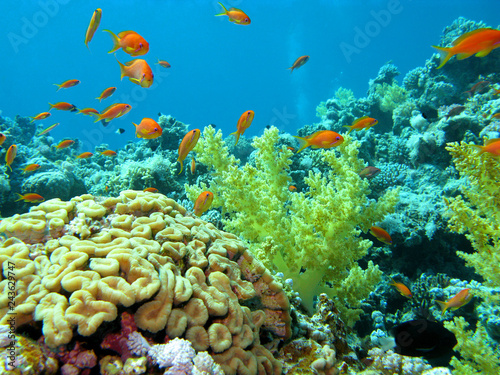 Fototapeta Naklejka Na Ścianę i Meble -  Colorful coral reef on the bottom of tropical sea, underwater landscape.