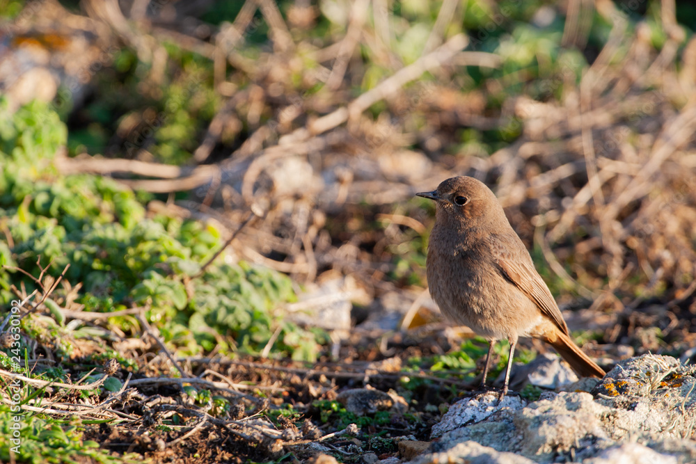 Colirrojo tizón (Phoenicurus ochruros) Colirrojo tizón (Phoenicurus ochruros)
