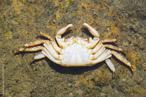 Crab in the water