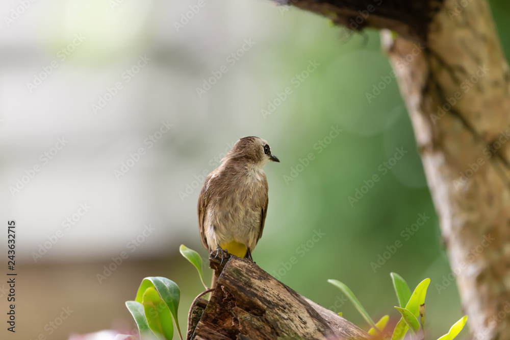 Fototapeta premium Closeup of brown mature bird ,front view..Yellow vented bulbul bird perching on broken branch turning head backward with natural blurred background.