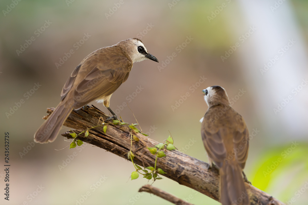 Closeup of brown mature birds ,rear view..Pair of yellow vented bulbul birds perching on broken branch looking at each other with natural blurred background,selective focused. Closeup of brown mature birds ,rear view..Pair of yellow vented bulbul birds perching on broken branch looking at each other with natural blurred background,selective focused.