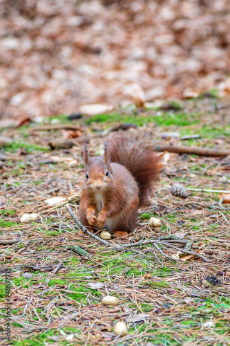 A red squirrel in woodland  gathering nuts
