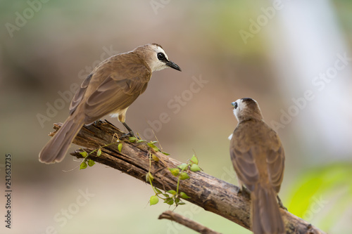 Closeup of brown mature birds ,rear view..Pair of yellow vented bulbul  birds perching on broken branch looking at each other with natural blurred  background,selective focused. © sbw19
