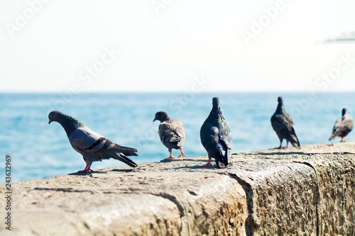 Pigeons On Wall