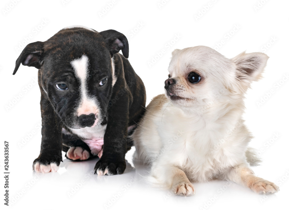puppy staffordshire bull terrier and chihuahua puppy staffordshire bull terrier and chihuahua