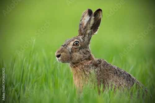 Portrait of brown hare with clear blurred green background. Wild rabbit in grass.