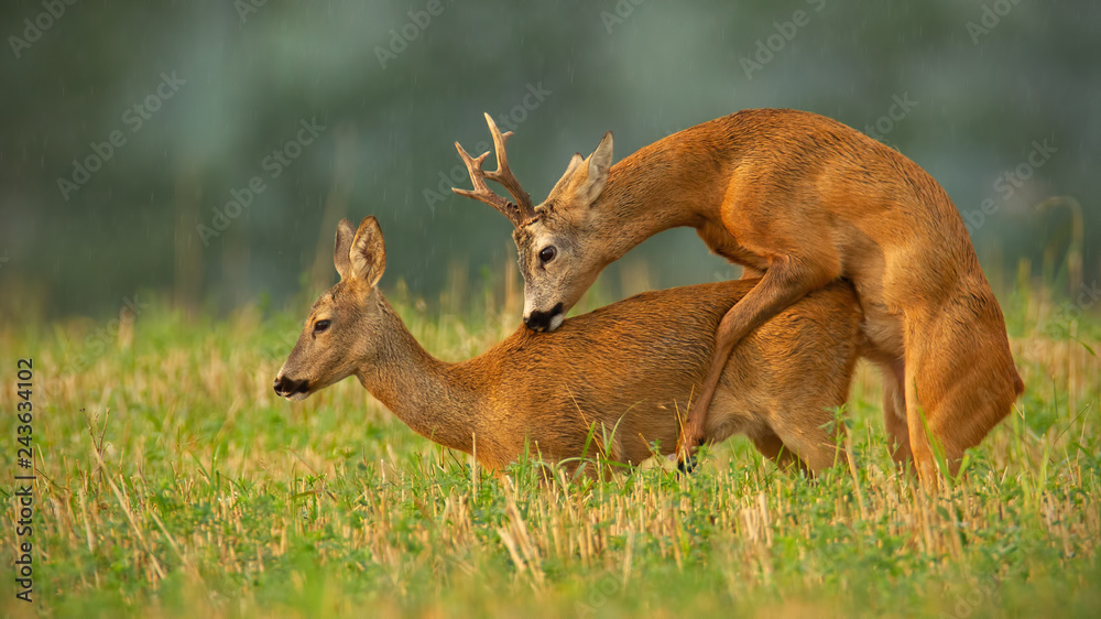 Roe deer, capreolus capreolus, couple copulating at evening light during summer rain. Wild animals reproducing. Mammals having sex. Mating behaviour during rutting season in wilderness.