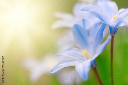 Glory-of-the-snow  Scilla luciliae  flowers in early spring