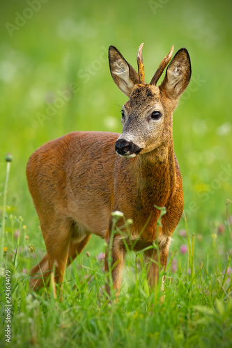Cute roe deer, capreolus capreolus, buck in summer. Wildlife scenery of deer with vivid green blurred background. Wild animal during a fresh summer. Vertically composed portrait of animal.