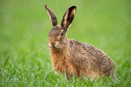 European brown hare, lepus europaeus in summer with green blurred background. Detailed close-up of wild rabbit.