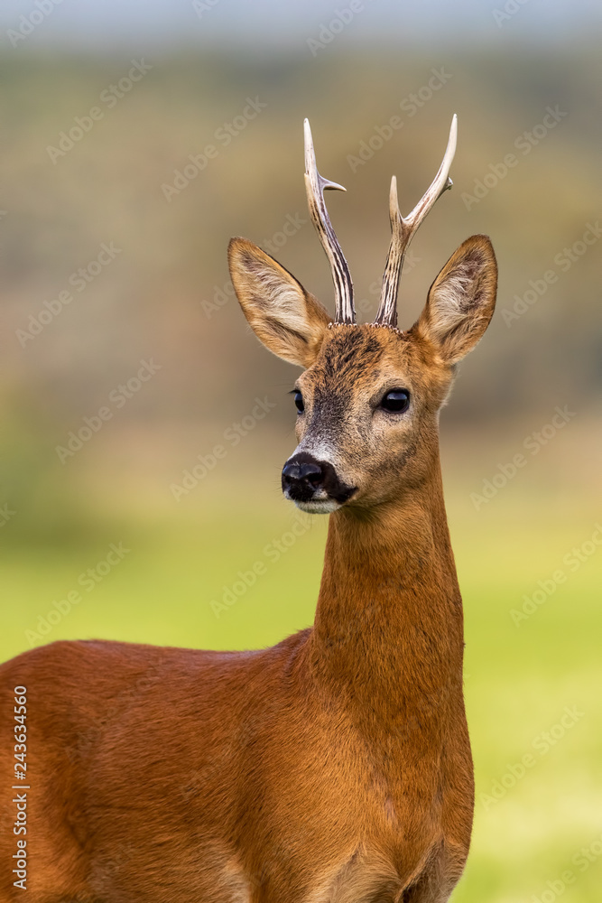 Portrait of a roe deer, capreolus capreolus, buck in summer with clear blurred background. Detail of rebuck head. Clouse-up of wild animal in natural environment.