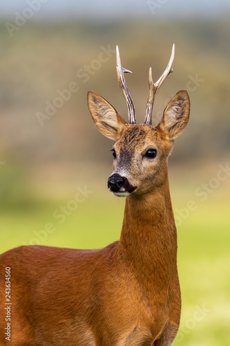 Obraz na płótnie Portrait of a roe deer, capreolus capreolus, buck in summer with clear blurred background. Detail of rebuck head. Clouse-up of wild animal in natural environment. w salonie