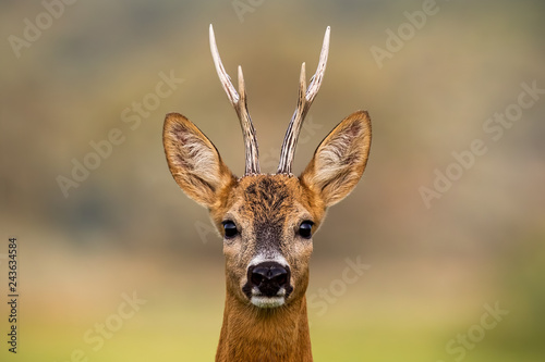 Obraz na płótnie Portrait of a roe deer, capreolus capreolus, buck in summer with clear blurred background. Detail of rebuck head. Clouse-up of wild animal in natural environment. w salonie
