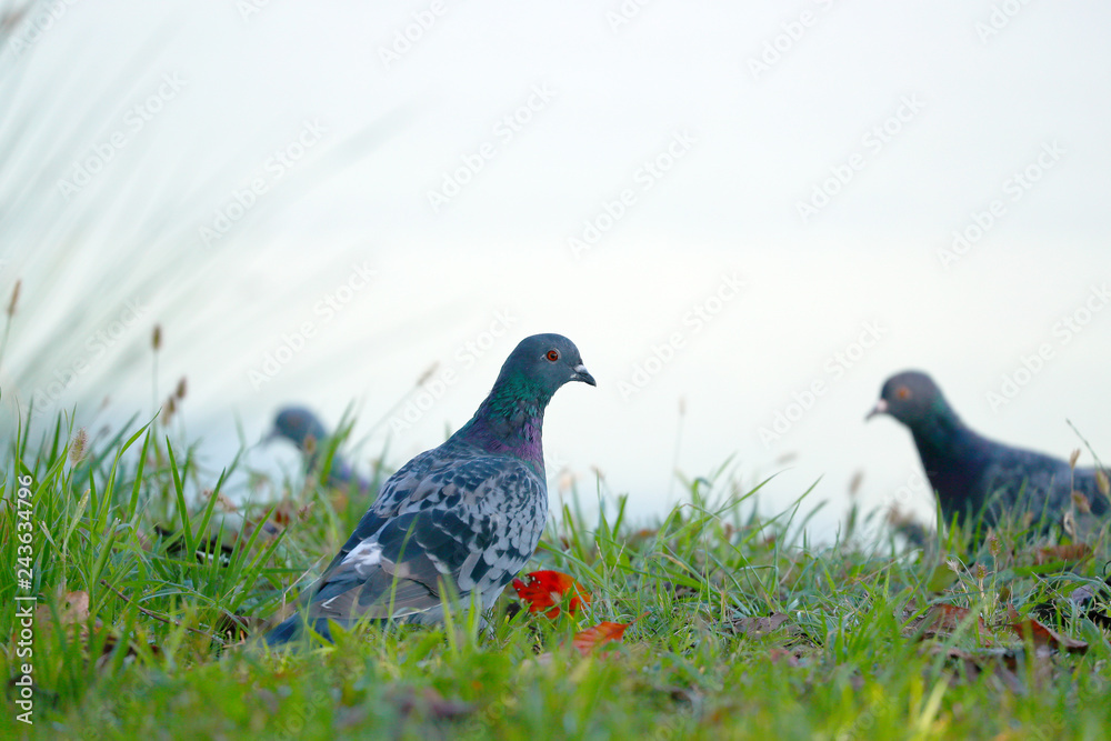 Fototapeta premium 鳩 ハト はと 羽鳥 野鳥 伝書バト 鳥